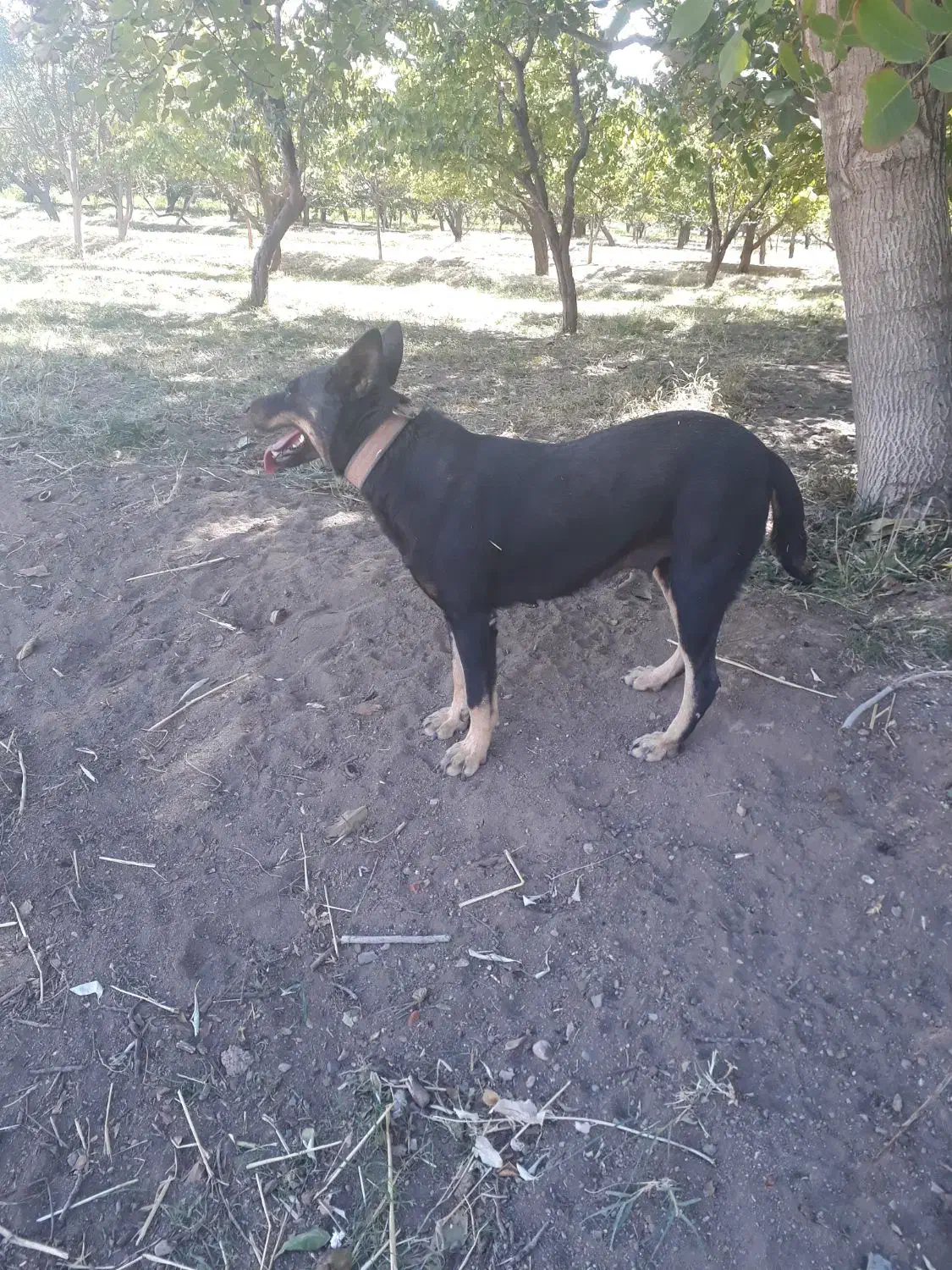سماور برقی سالم|سماور، چای‌ساز، قهوه‌ساز|مرند, |دیوار