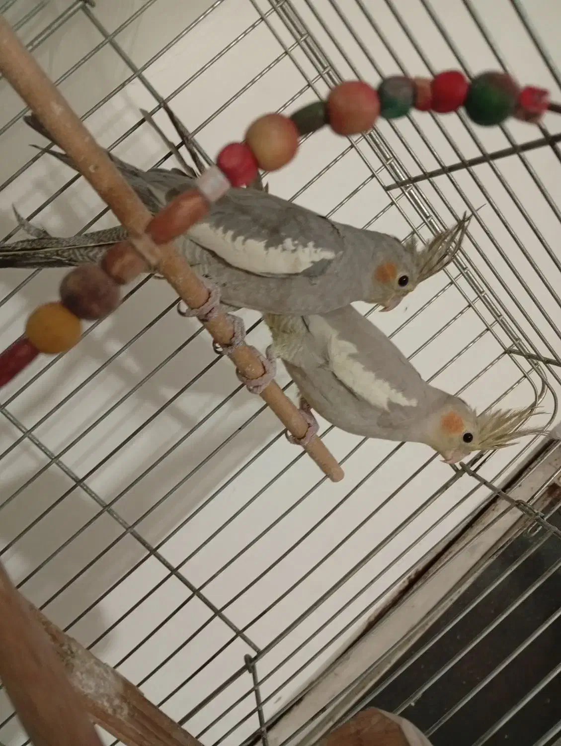 عروس هلندی جفت|پرنده|همدان, |دیوار