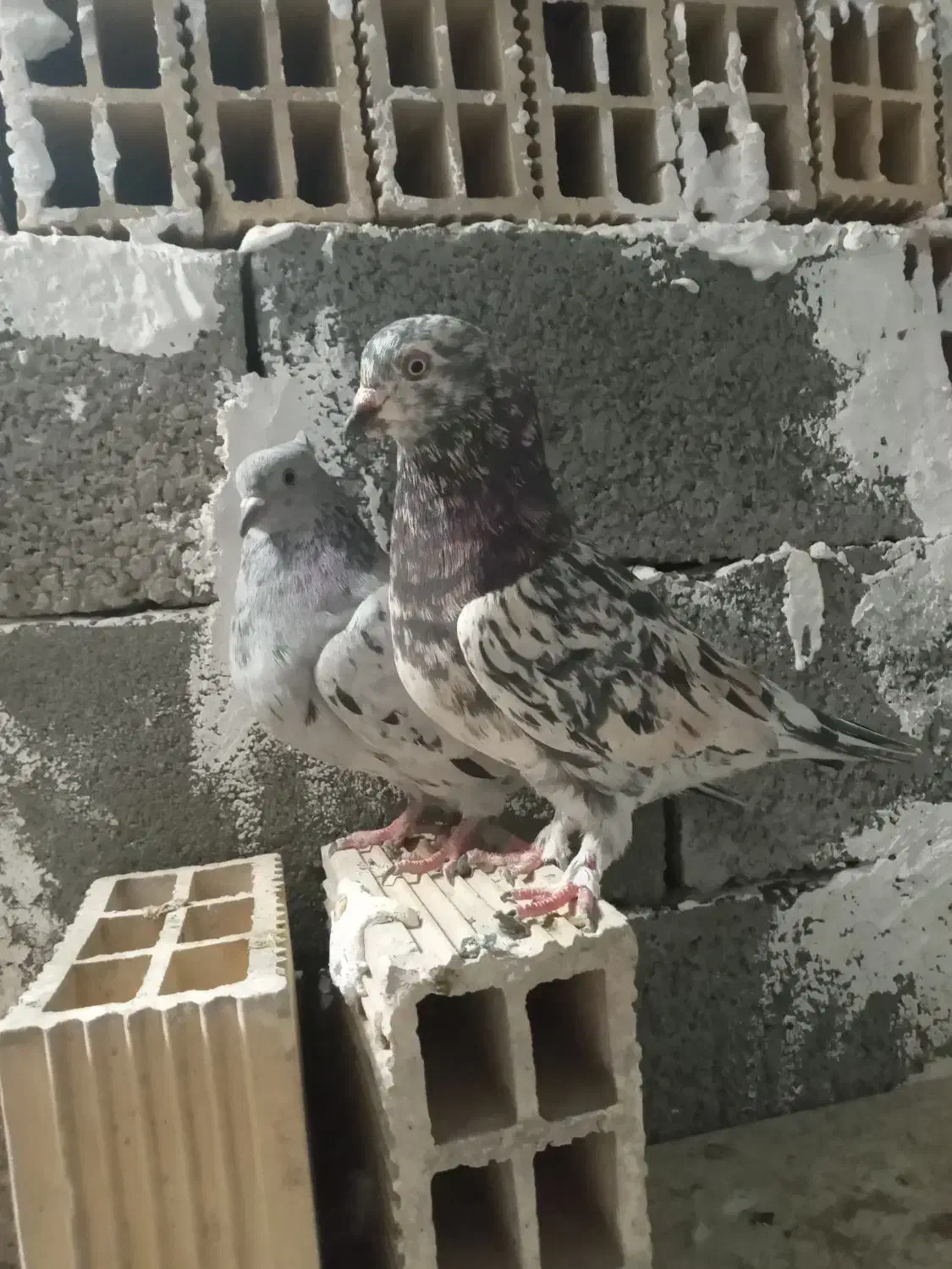 کفتر هفت رنگ|پرنده|صباشهر, |دیوار