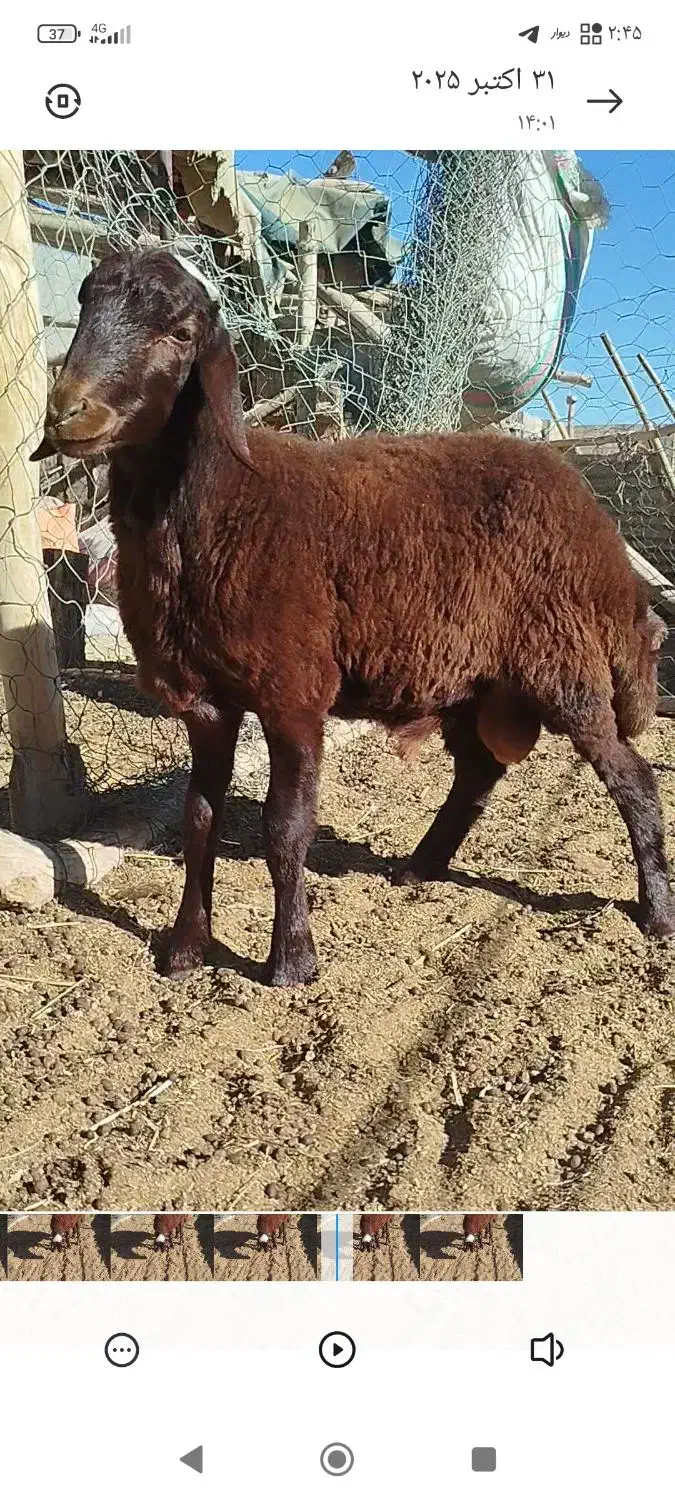فروش بره نر همو زیگوت درجه یک|حیوانات مزرعه|بسطام, |دیوار