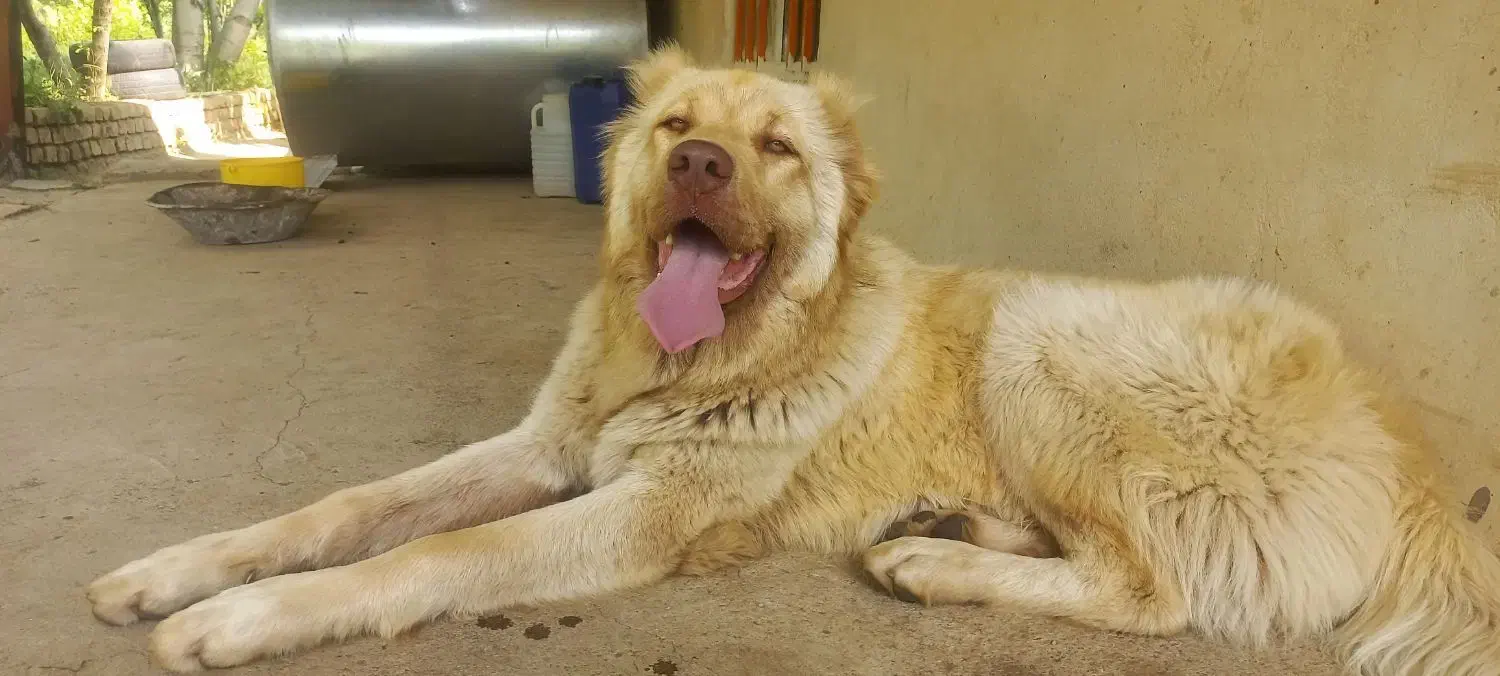 توله سرابی|سگ|بهار, |دیوار