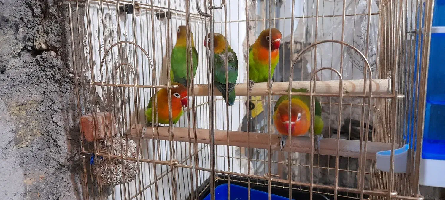 طوطی برزیلی|پرنده|دزفول, |دیوار