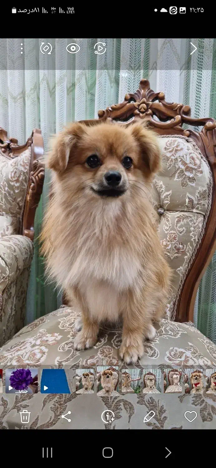 سگ پامر روباهی|سگ|سبزوار, رباط|دیوار