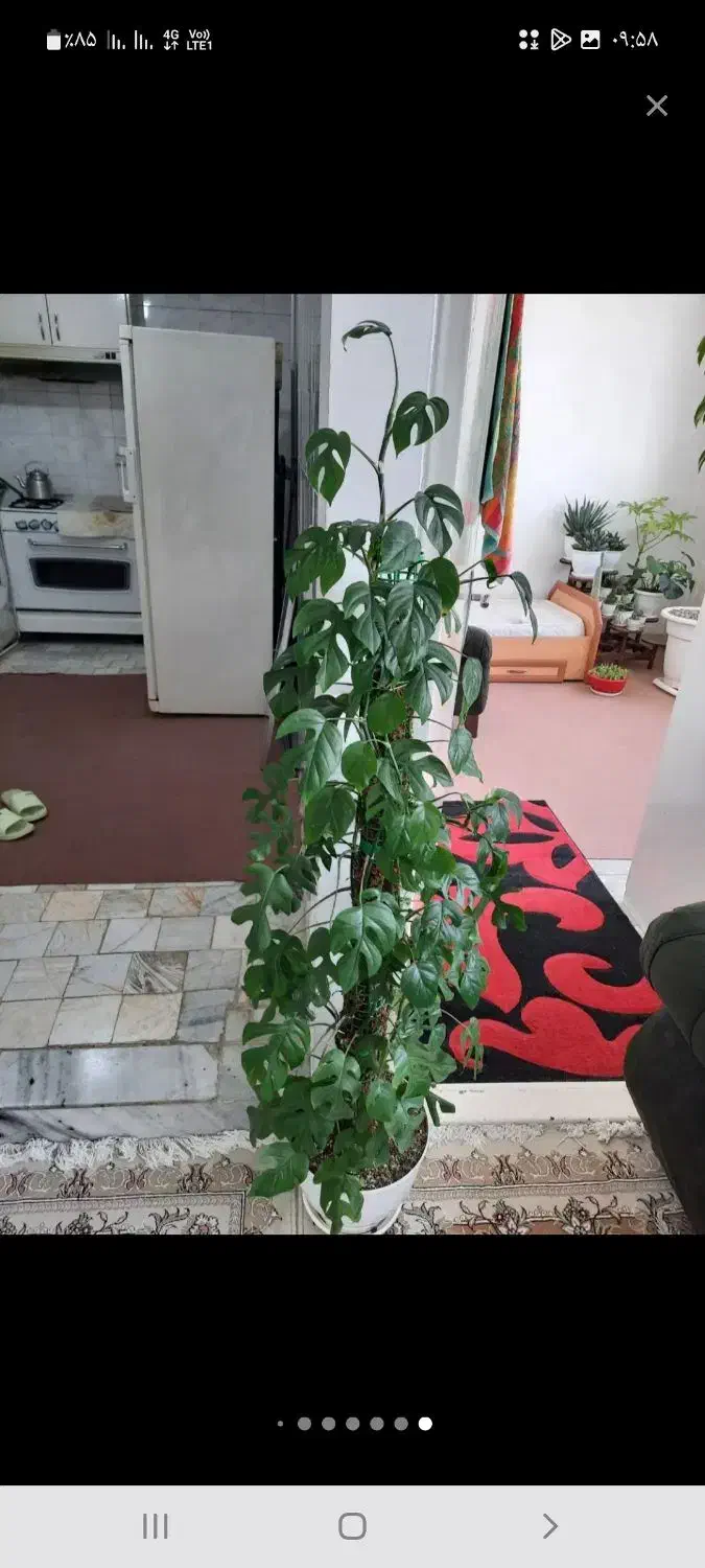 تعدادی گل وگیاه آپارتمانی بسیار زیبا|گل و گیاه طبیعی|شهریار, کهنز|دیوار