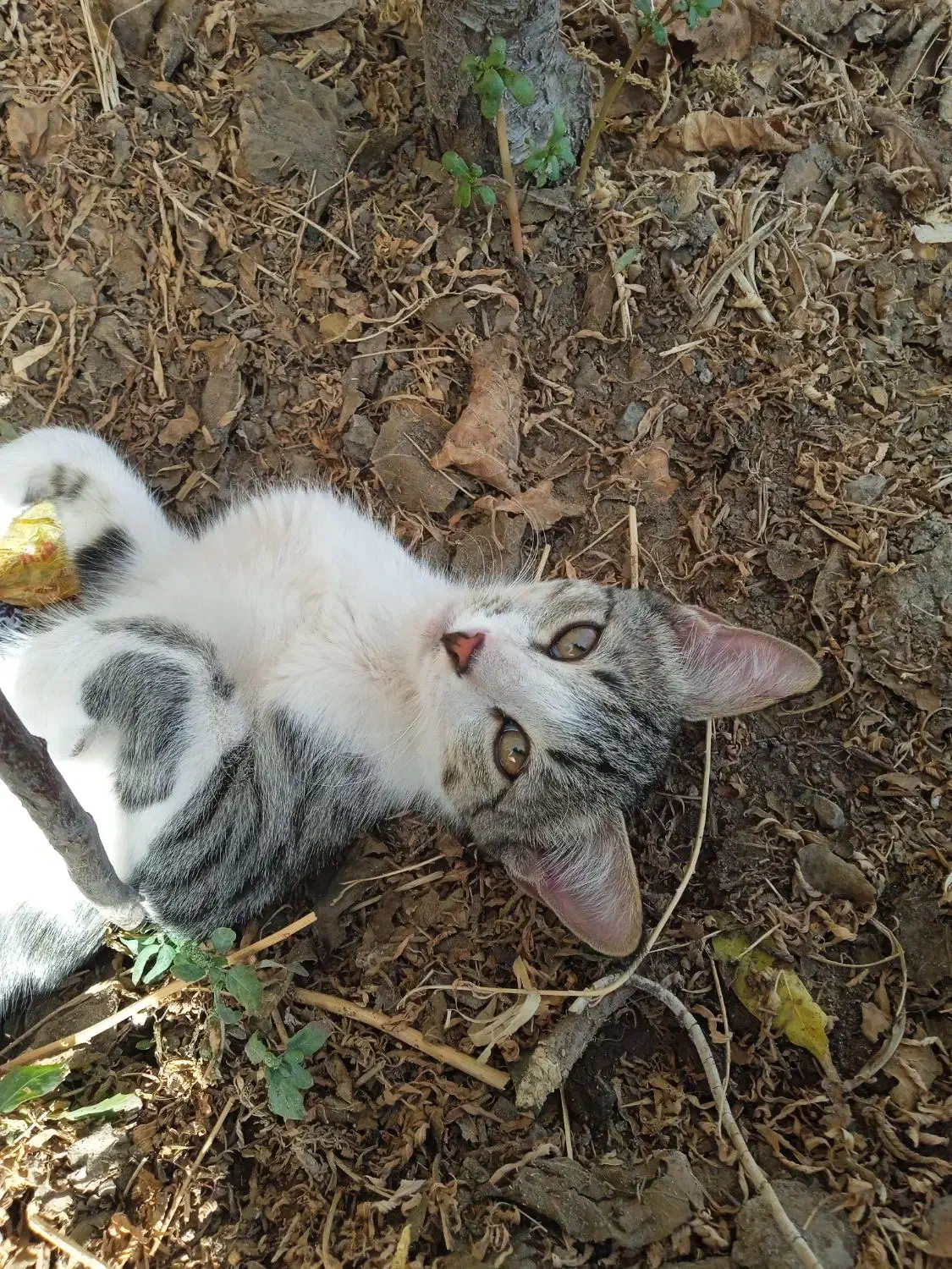 گربه نر|گربه|خوشاب, |دیوار