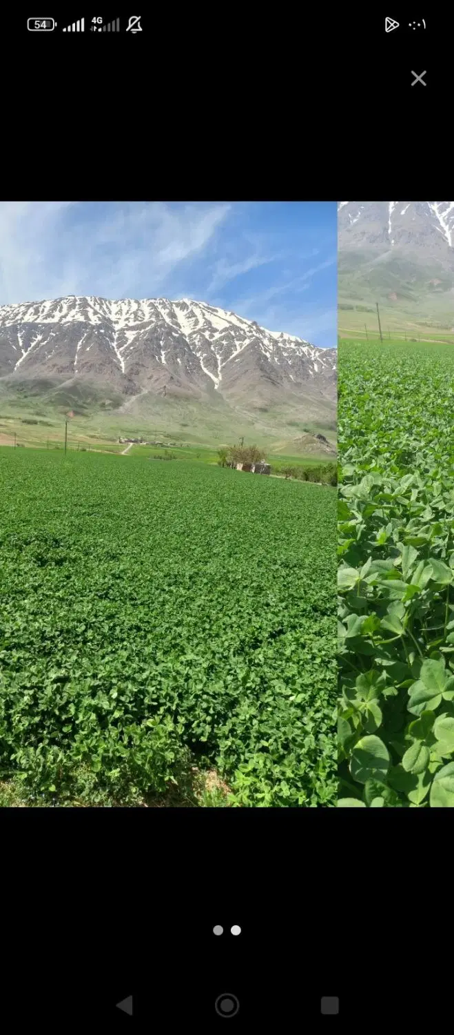 شبدر|خدمات باغبانی و درختکاری|دهگلان, |دیوار