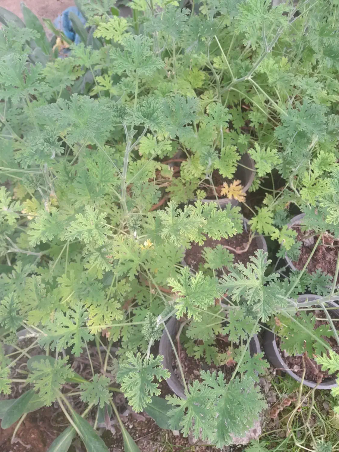 تعدادی گل طبیعی|گل و گیاه طبیعی|زنجان, |دیوار