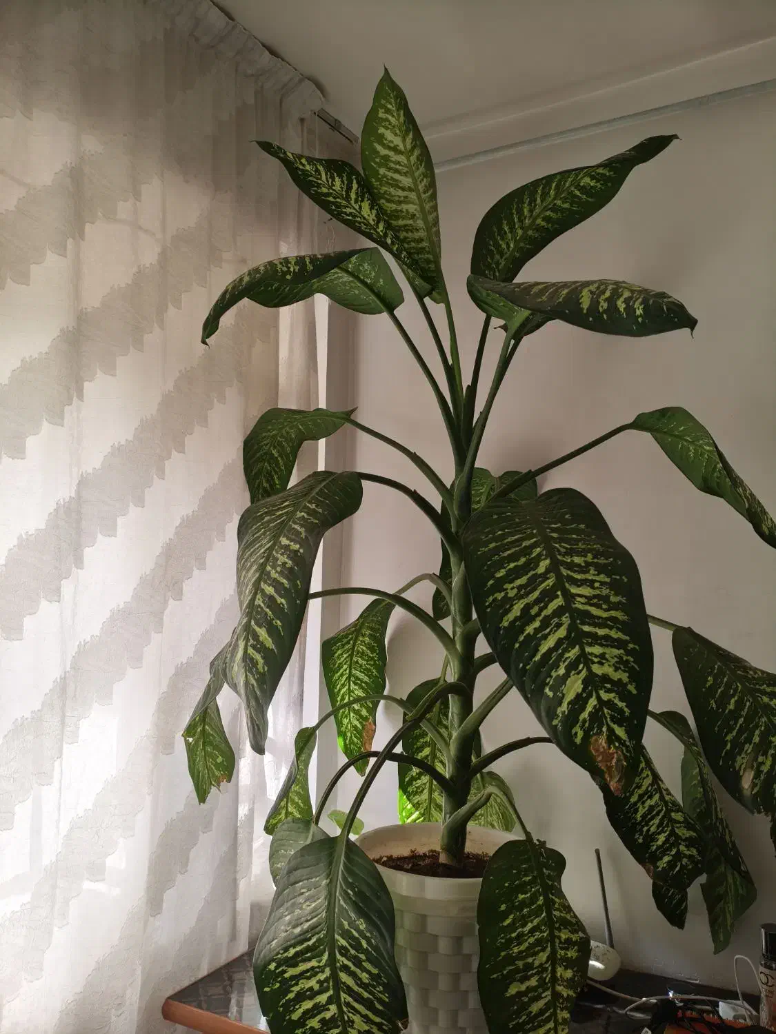 گل دیفن|گل و گیاه طبیعی|الوند, |دیوار