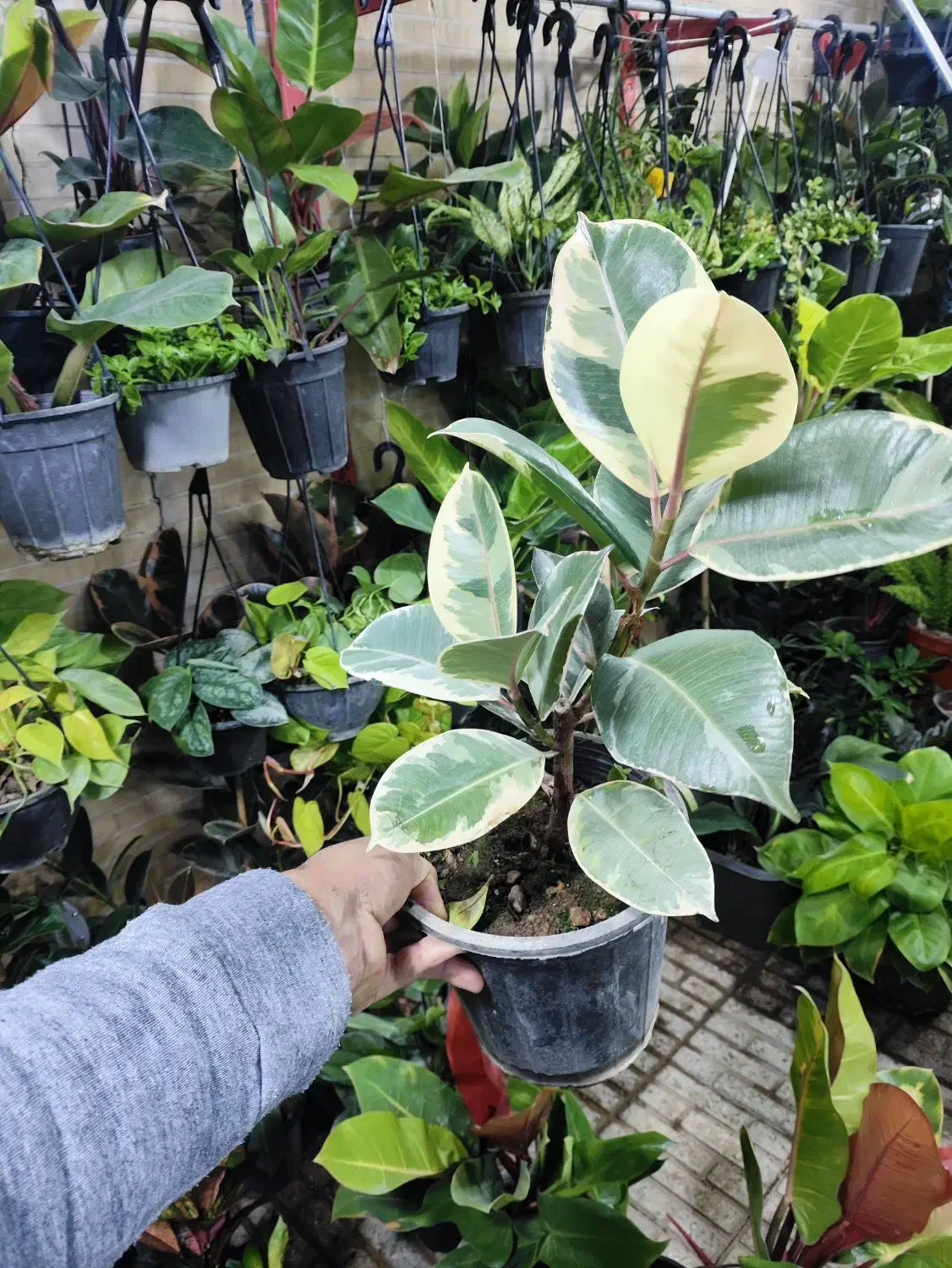 فیکوس کوچک فقط ۶۵|گل و گیاه طبیعی|اصفهان, شاه پسند|دیوار