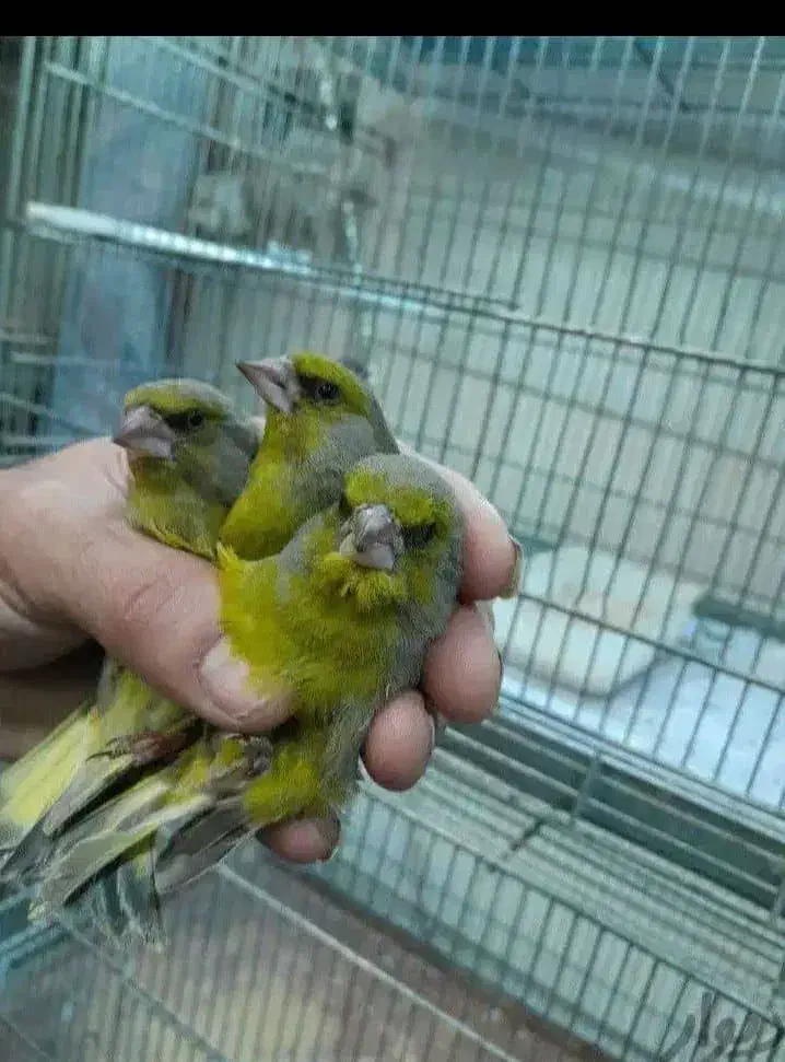 سهره|پرنده|خمینی‌شهر, |دیوار