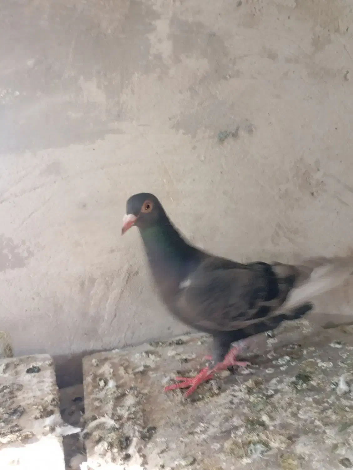 ماده نامور|پرنده|همدان, |دیوار