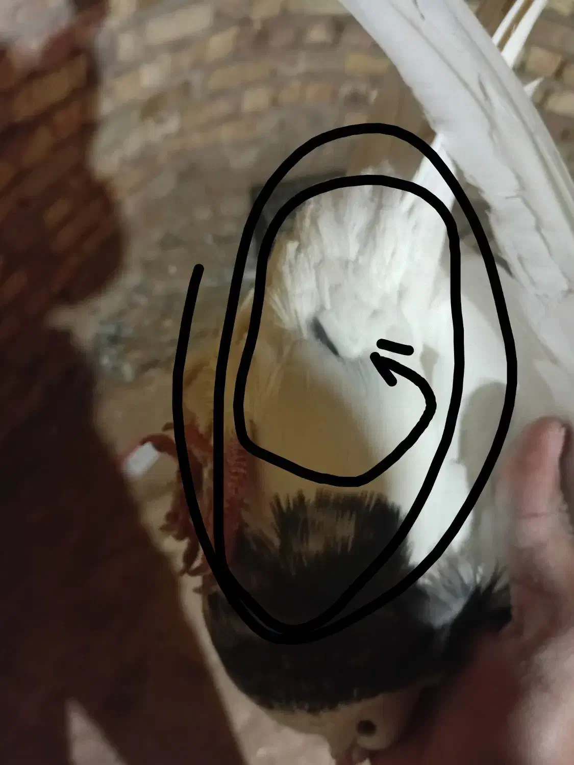 کفتر|پرنده|خانمیرزا, |دیوار