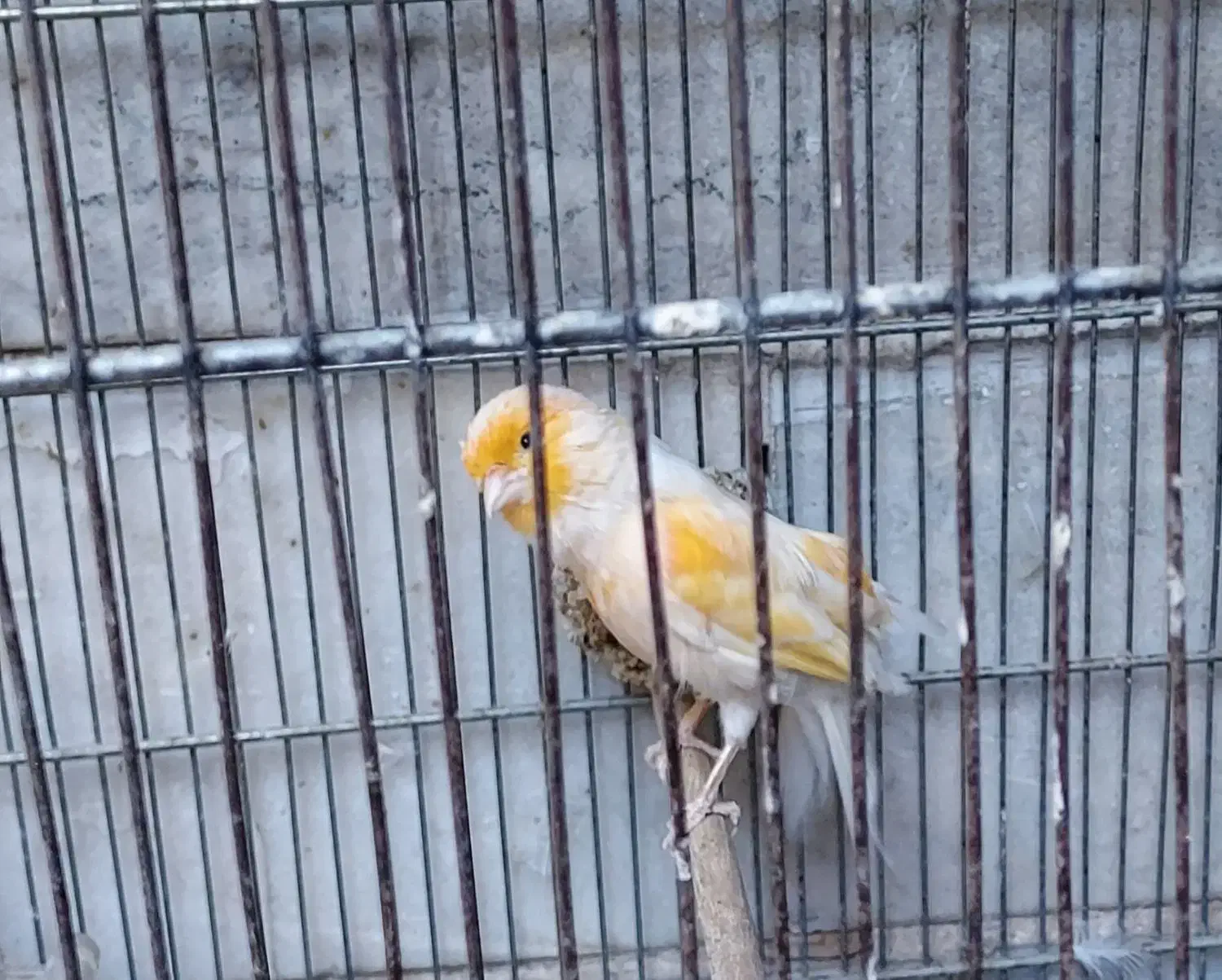 قناری نر موزاییکی|پرنده|ری, دیلمان|دیوار