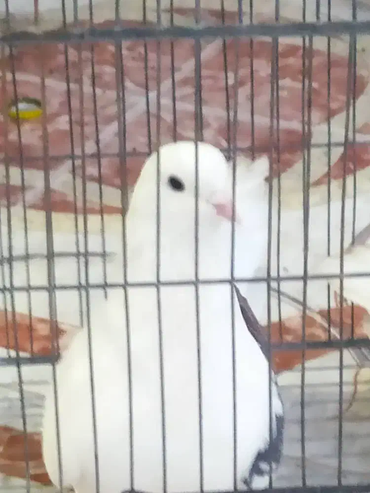 فروش یک جفت کبوتر دوکت|پرنده|پارسیان, |دیوار