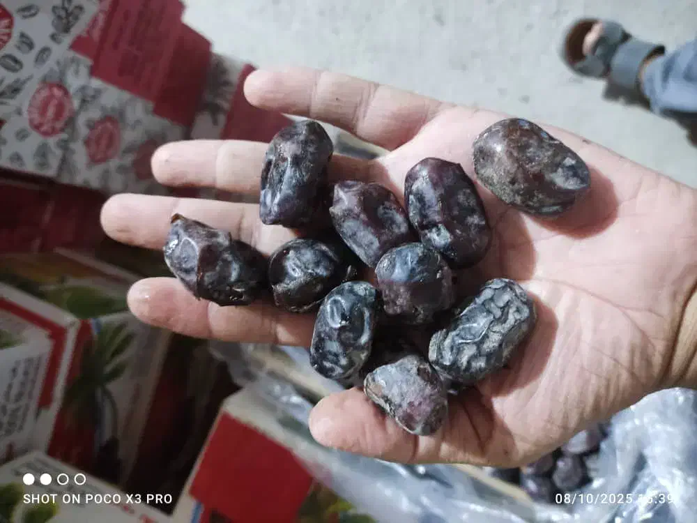 فروش عمده خرما رطب چیپس و ضایعات خرما|خوردنی و آشامیدنی|مشهد, رضاشهر|دیوار