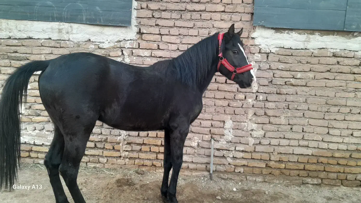 کره اسب|اسب و تجهیزات اسبسواری|مرند, |دیوار