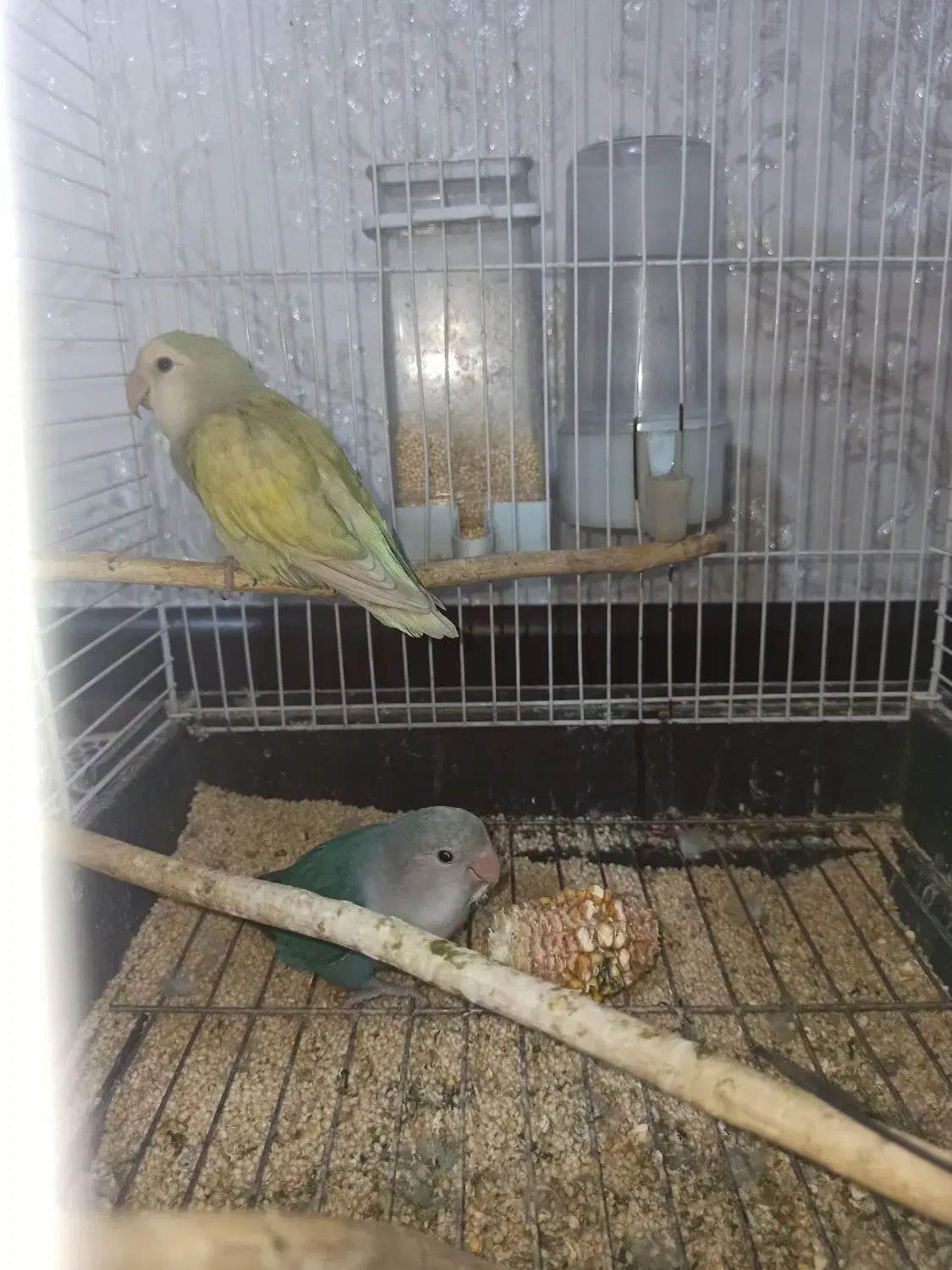 یک جفت طوطی برزیلی مولد|پرنده|خرم‌آباد, |دیوار