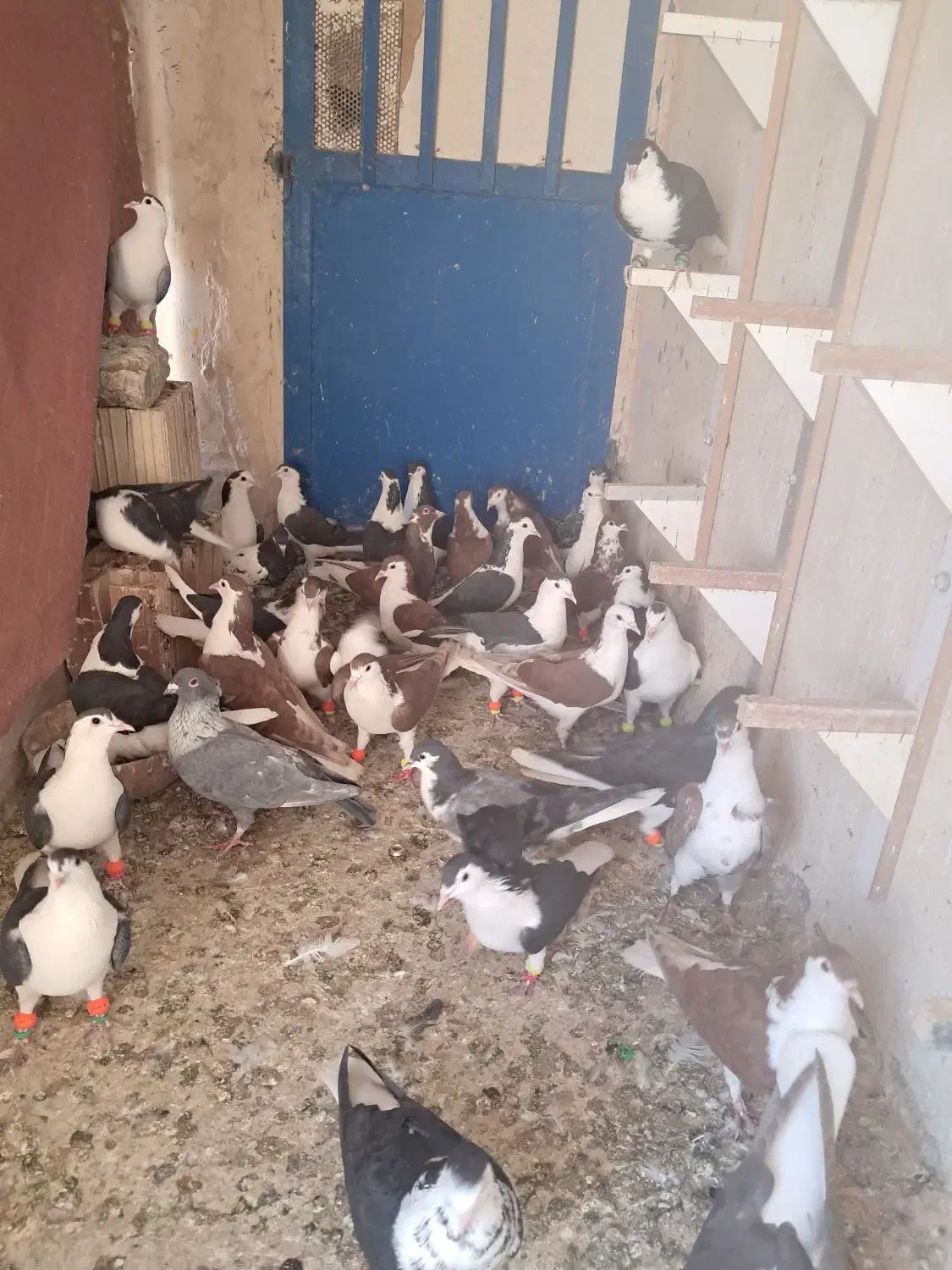 کفتر رنگی هوایی|پرنده|ملکآباد, |دیوار