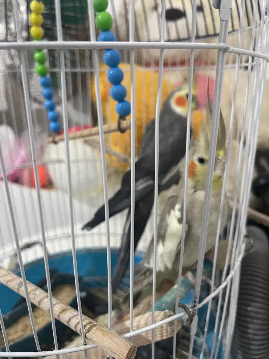 طوطی عروس|پرنده|رشت, فلسطین|دیوار