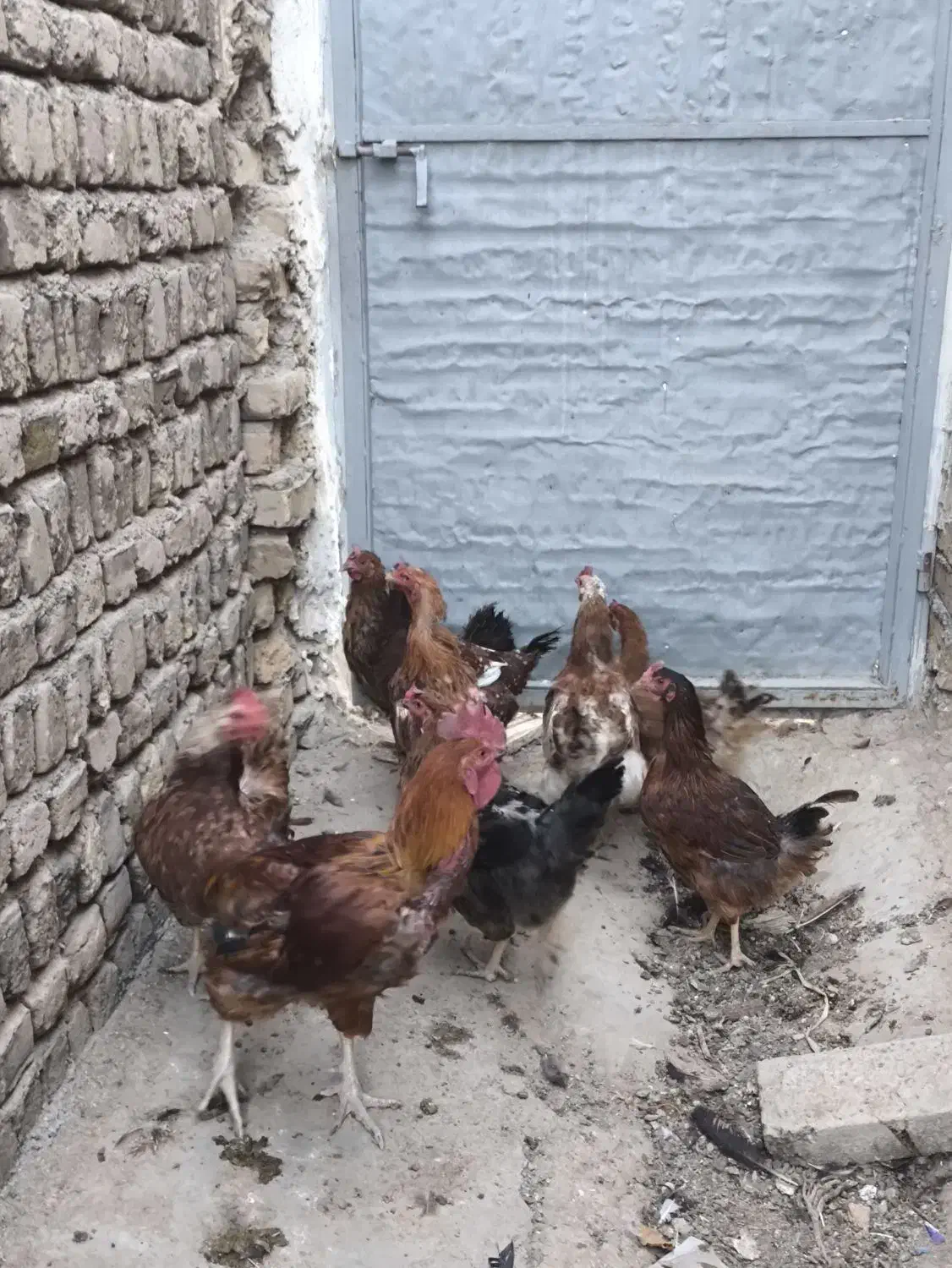 مرغ و خروس|حیوانات مزرعه|محمدیه-قزوین, |دیوار