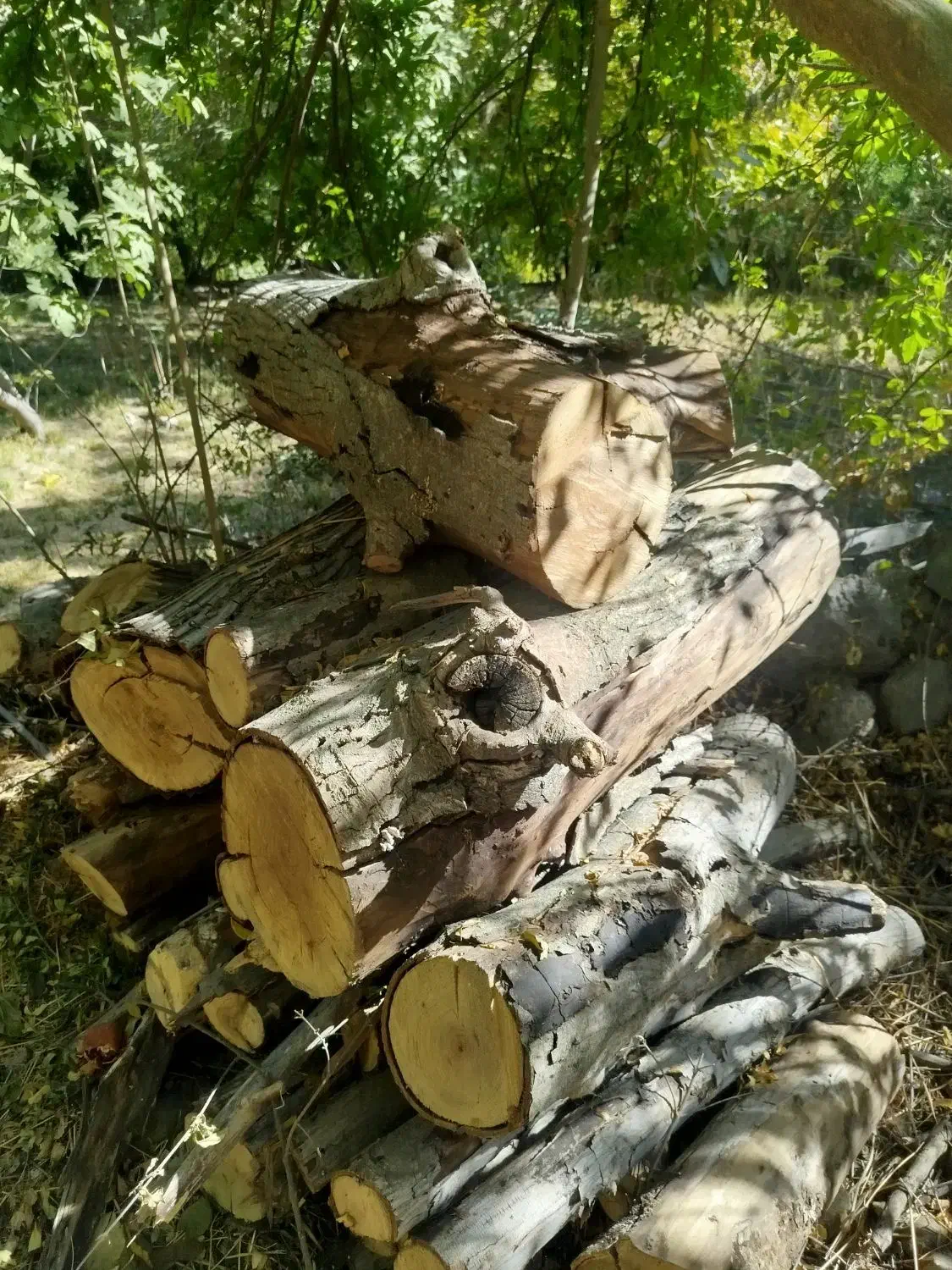 فروش چوب درخت|خدمات باغبانی و درختکاری|دزپارت, |دیوار