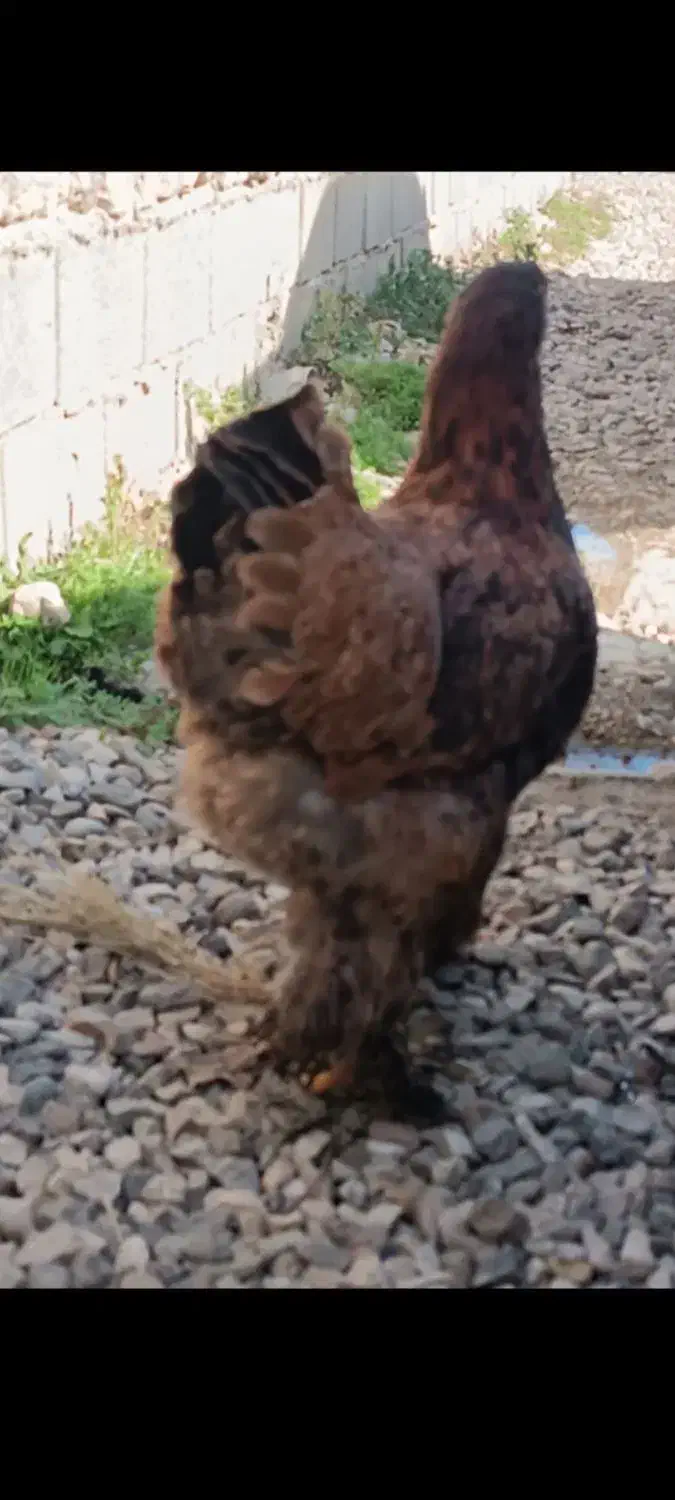 مرغ برهما|حیوانات مزرعه|تاتار علیا, |دیوار