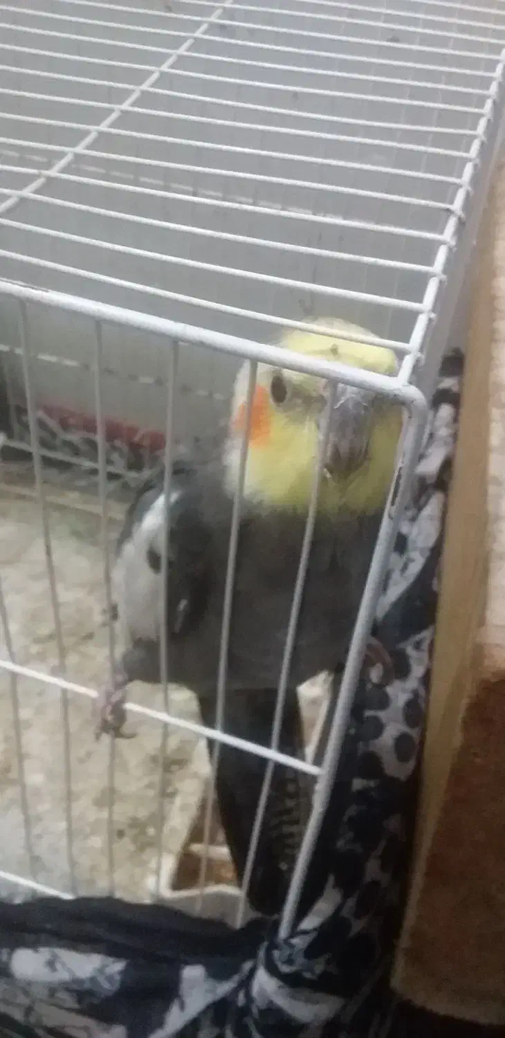 عروس هلند|پرنده|رامیان, |دیوار