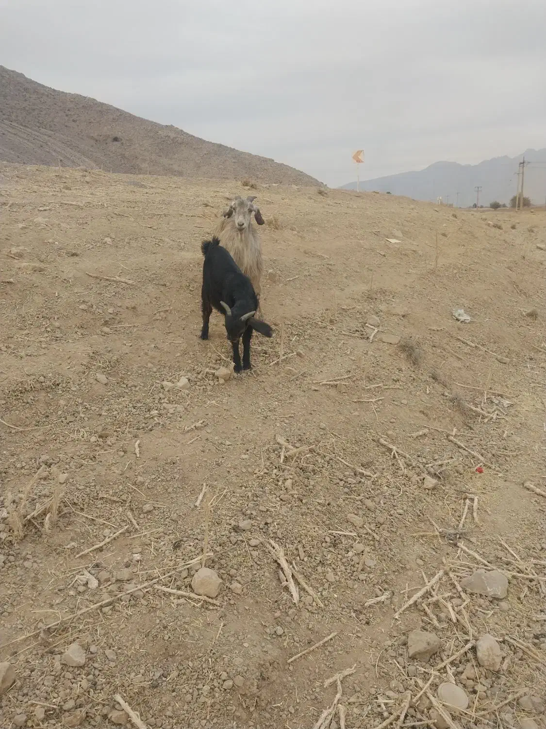 بز کهره دار|حیوانات مزرعه|درودزن, |دیوار