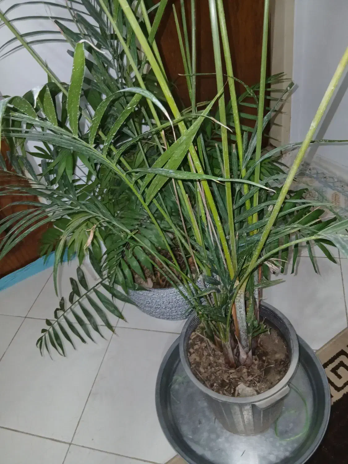 گل و گیاه، اریکا|گل و گیاه طبیعی|رشت, جهاد|دیوار