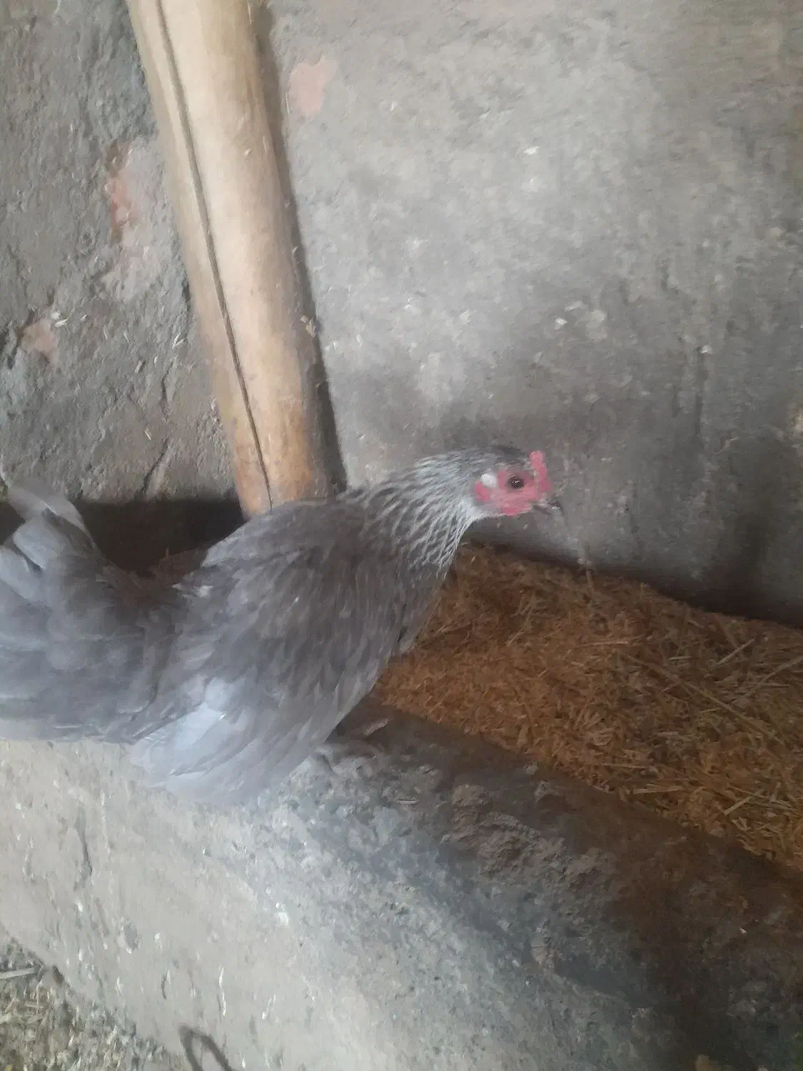 خروس و مرغ برهما کوچک|حیوانات مزرعه|خوی, |دیوار