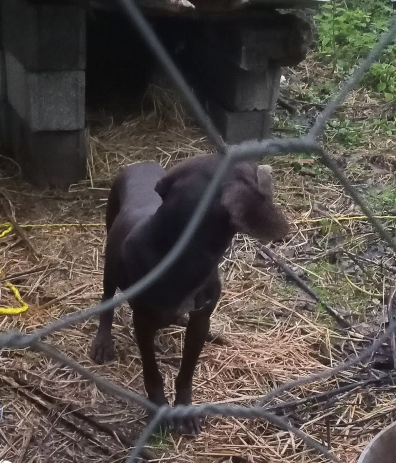سگ شکاری ماده|سگ|رشت, باهنر|دیوار