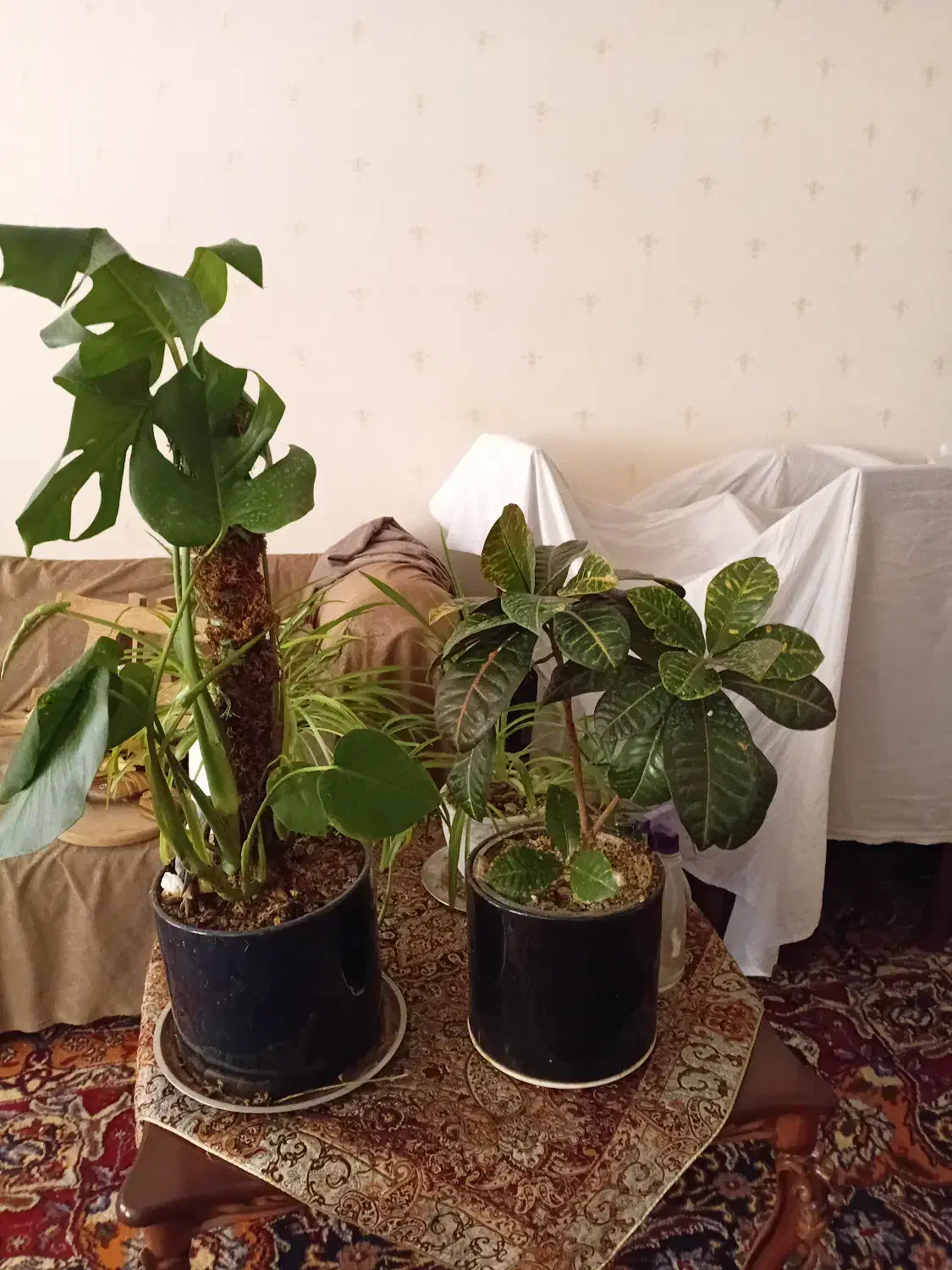 گل طبیعی و گلدان سفالی|گل و گیاه طبیعی|قم, عمار یاسر|دیوار