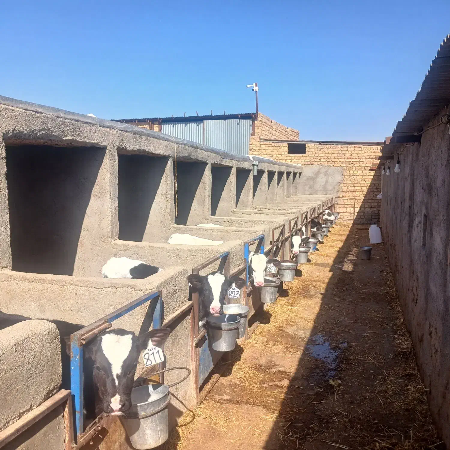 گوساله نر|حیوانات مزرعه|بوئین زهرا, |دیوار