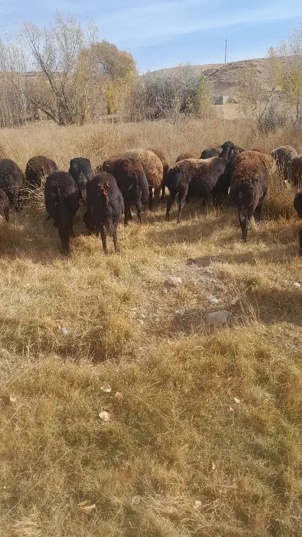 20راس میش جوان شکم پر|حیوانات مزرعه|هشترود, |دیوار