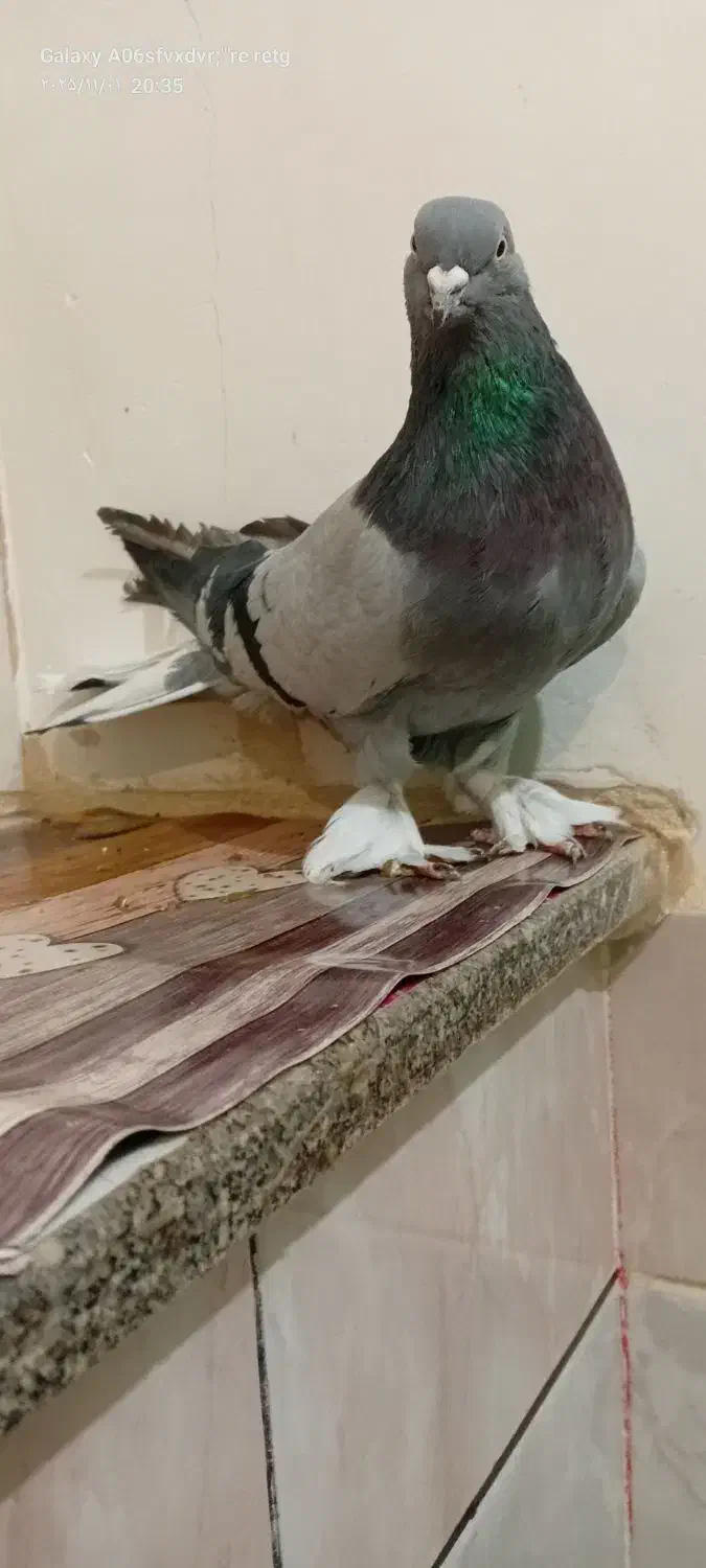 فروشکبوترکچیدمسفید|پرنده|کیار, |دیوار