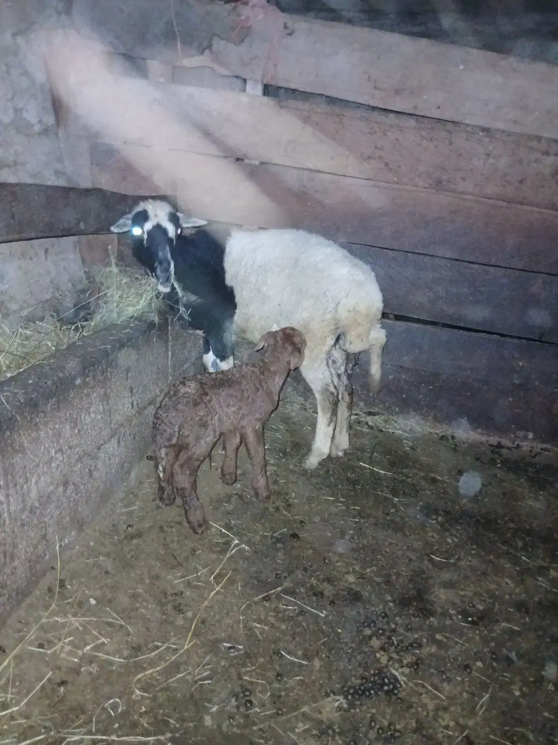 گوسفند با بره نر|حیوانات مزرعه|پرهسر, |دیوار