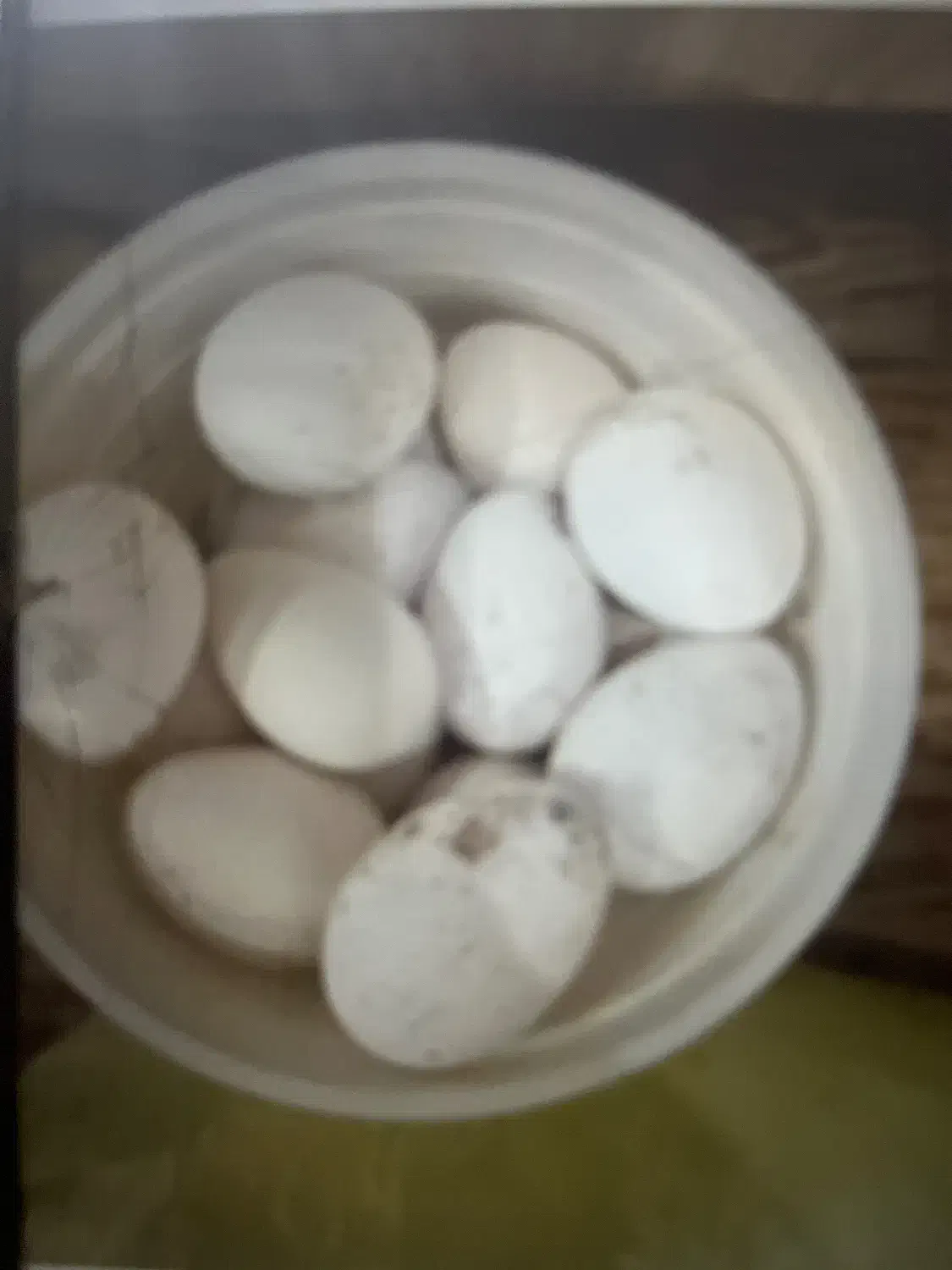 تخم بقلمون|حیوانات مزرعه|برازجان, |دیوار