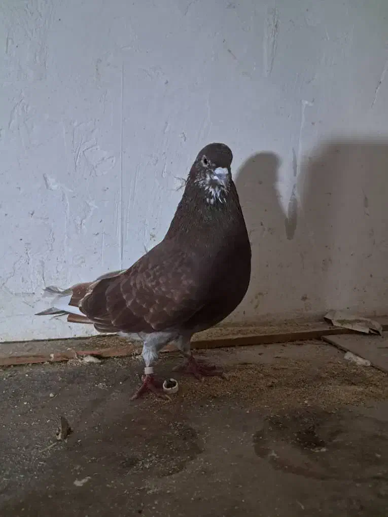 کبوتر گرفته شده|پرنده|سنگر, |دیوار