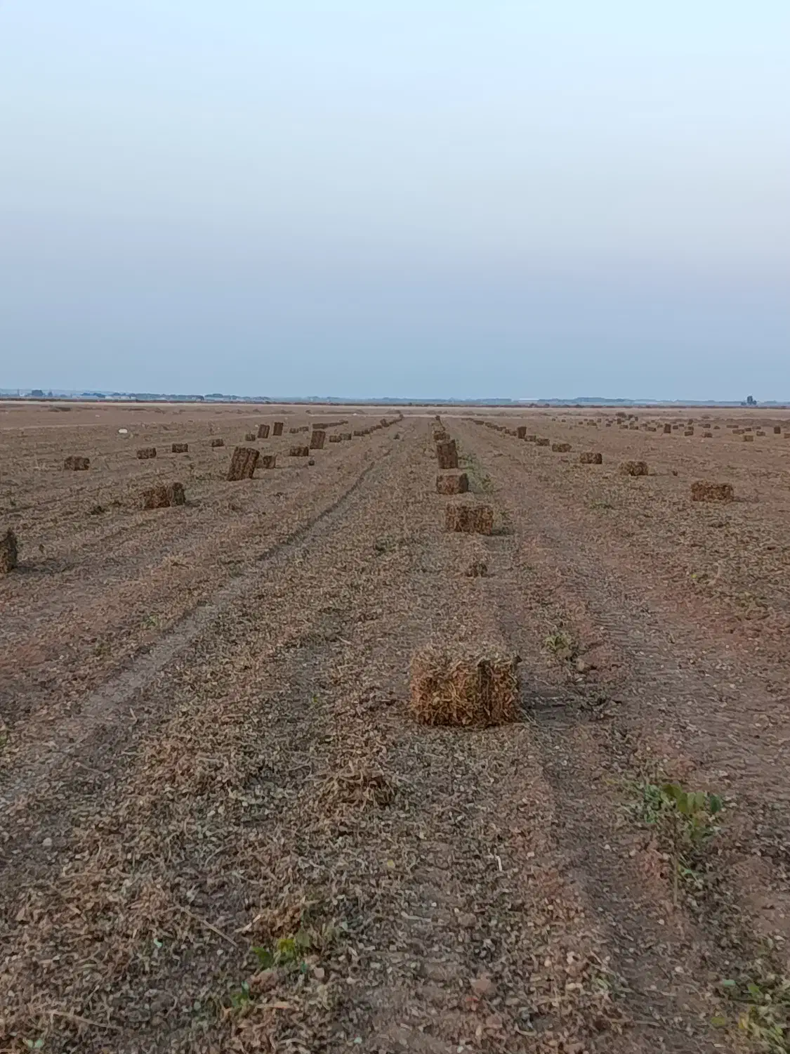 علف و پرس بادام زمینی|عمدهفروشی|اسلام آباد, |دیوار