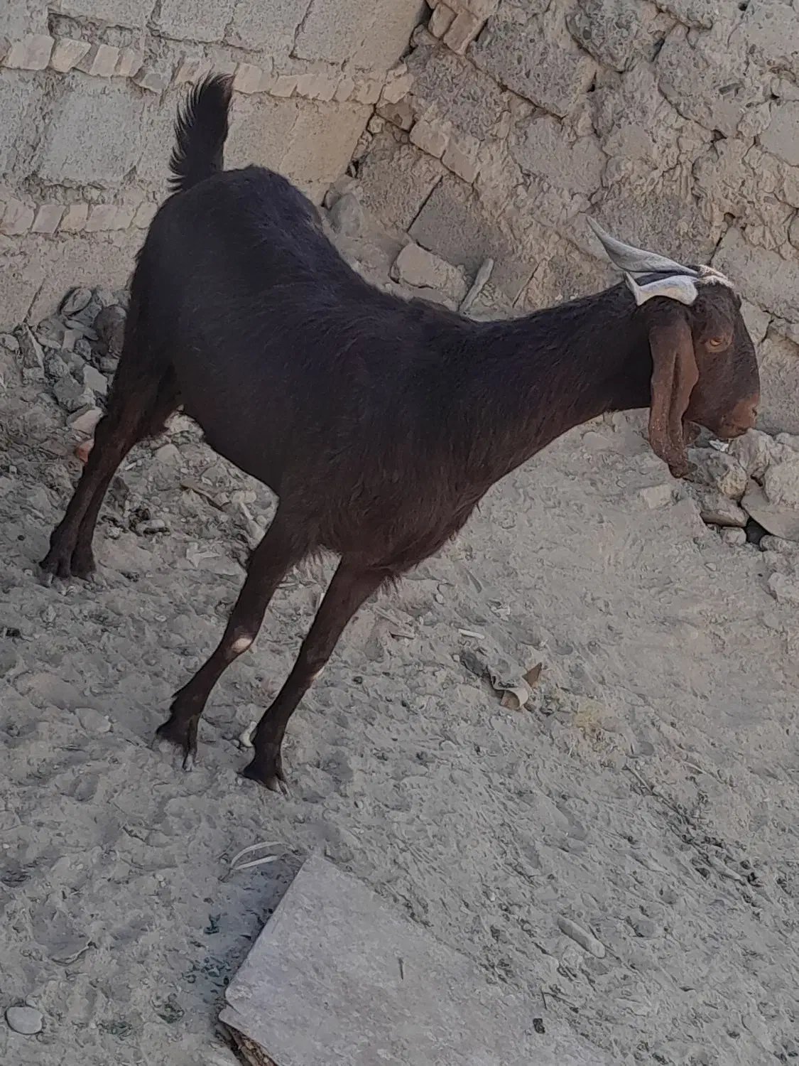 یک عدد بز مواضه میشه|حیوانات مزرعه|سراوان, |دیوار