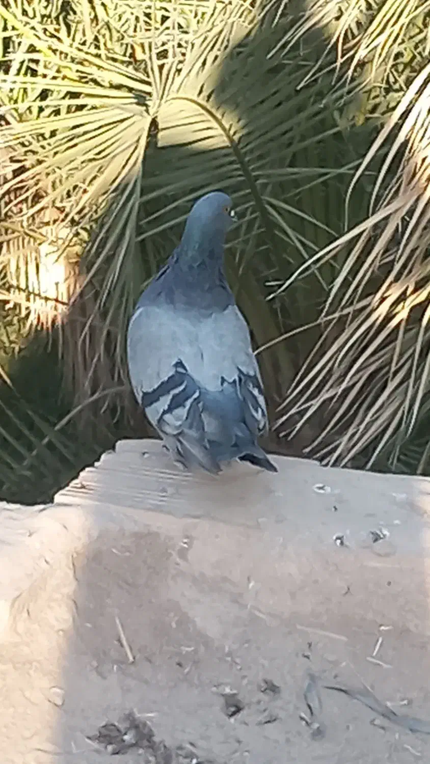 دو کفتر بازی کن|پرنده|ریگان, |دیوار