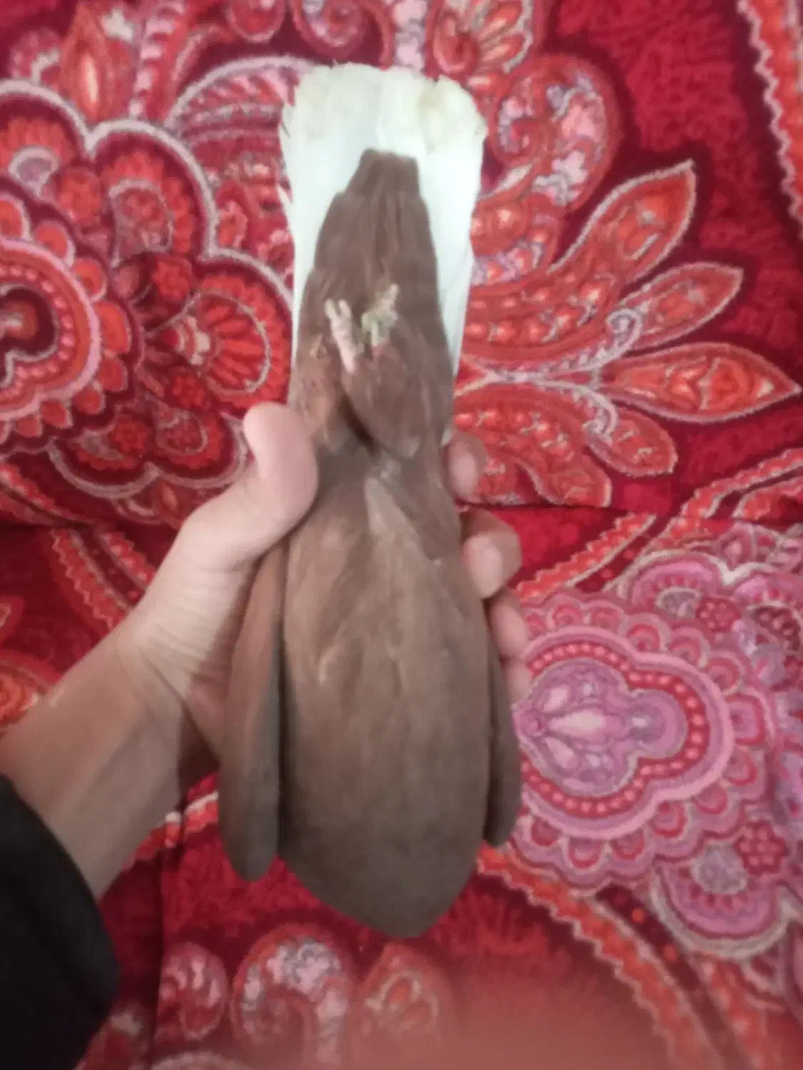 کبوتر|خزنده|زرند, |دیوار