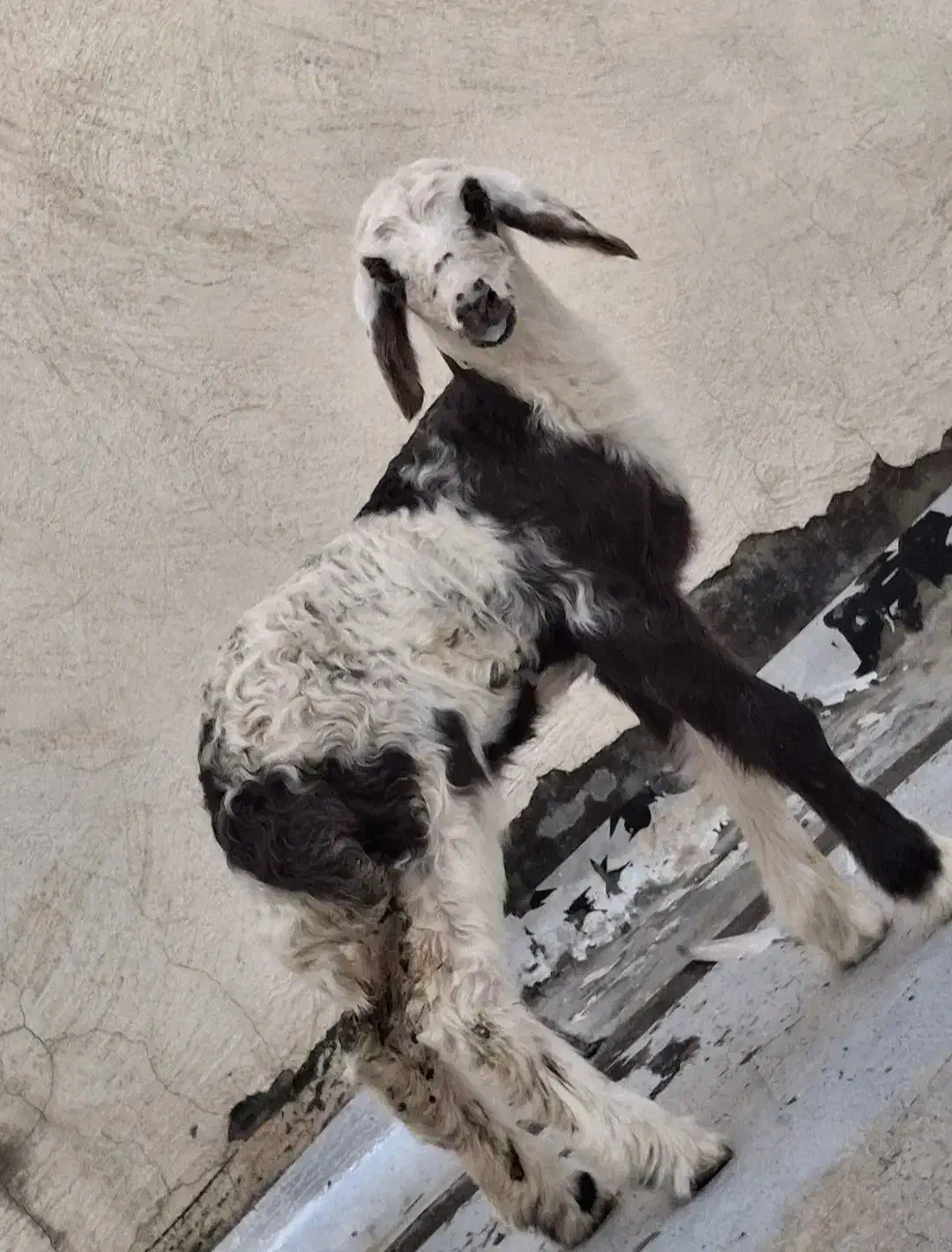 بره شیری و علف خور|حیوانات مزرعه|بروجرد, |دیوار