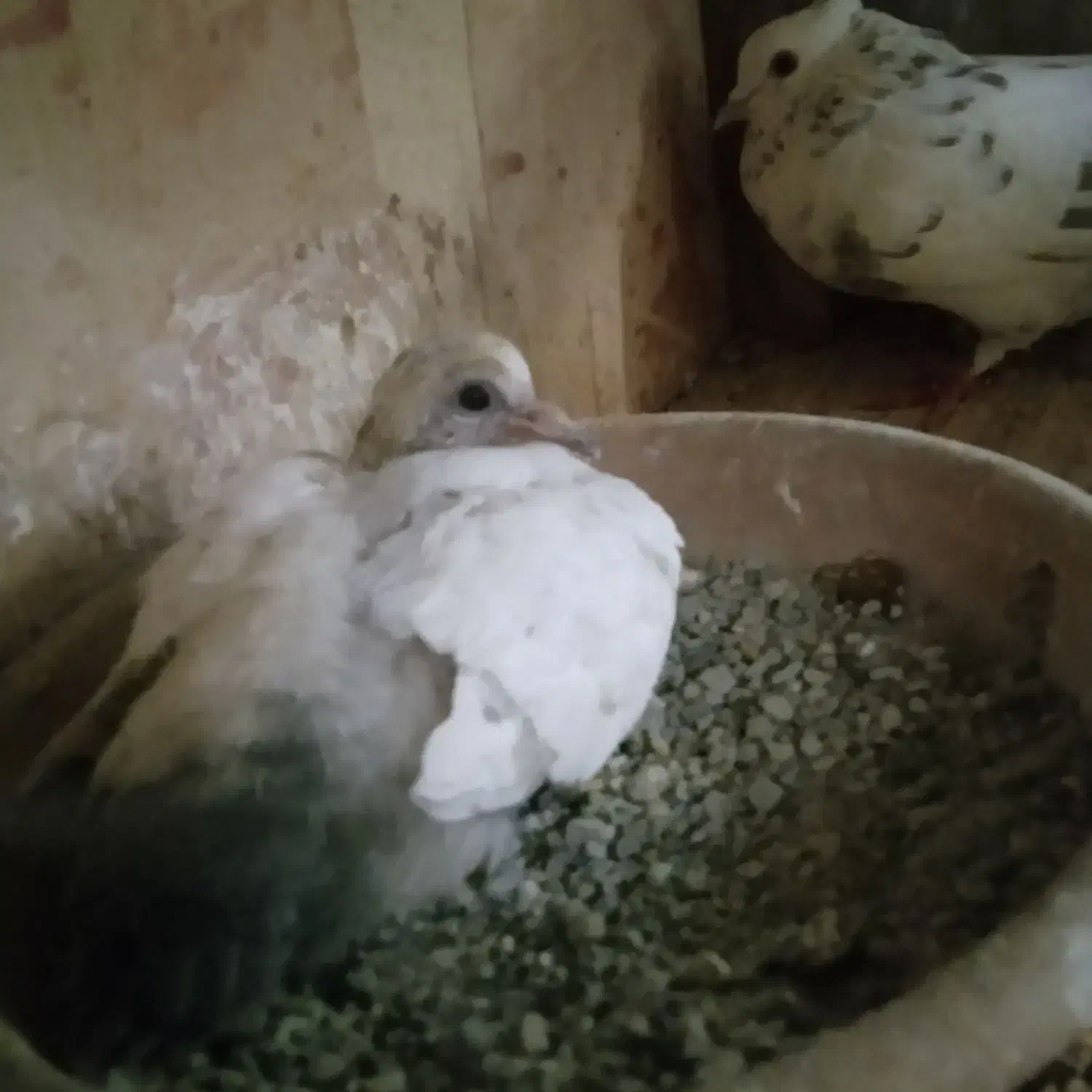 3عدد کفتر|پرنده|تهران, شهرک ولیعصر جنوبی|دیوار