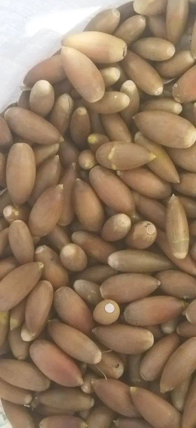 بلوط تازه زاگرس|خوردنی و آشامیدنی|ارژن, |دیوار