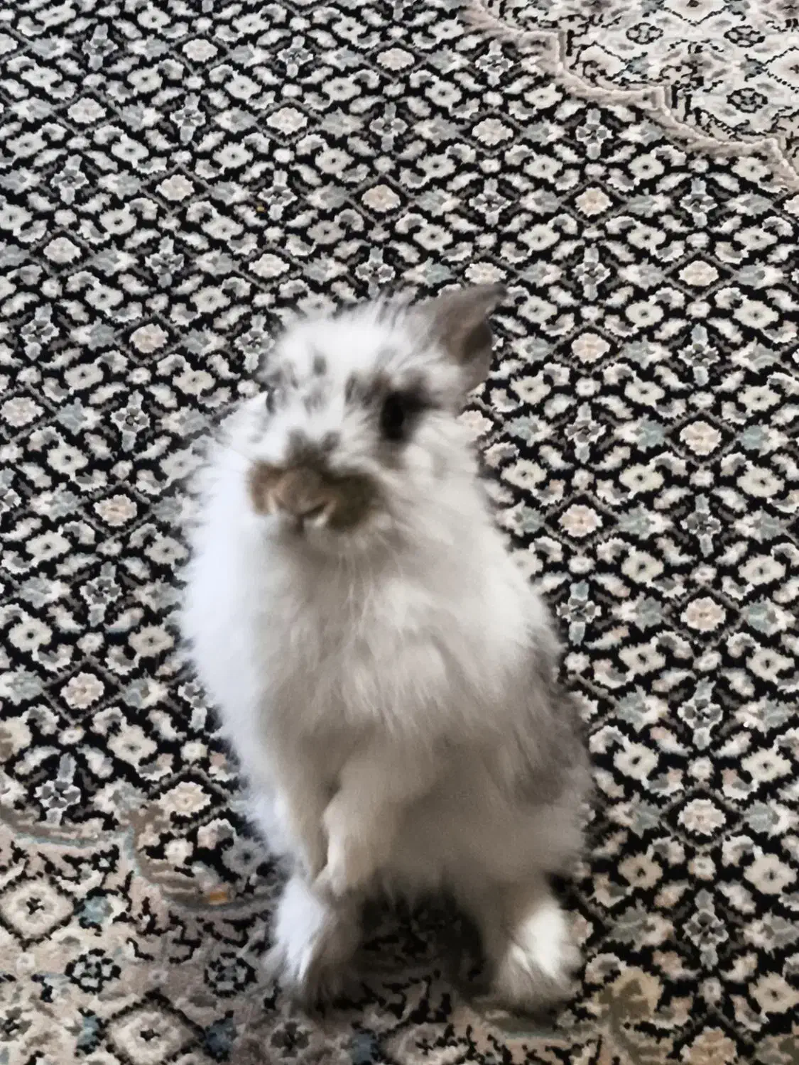 خرگوش|موش و خرگوش|خمینیشهر, |دیوار