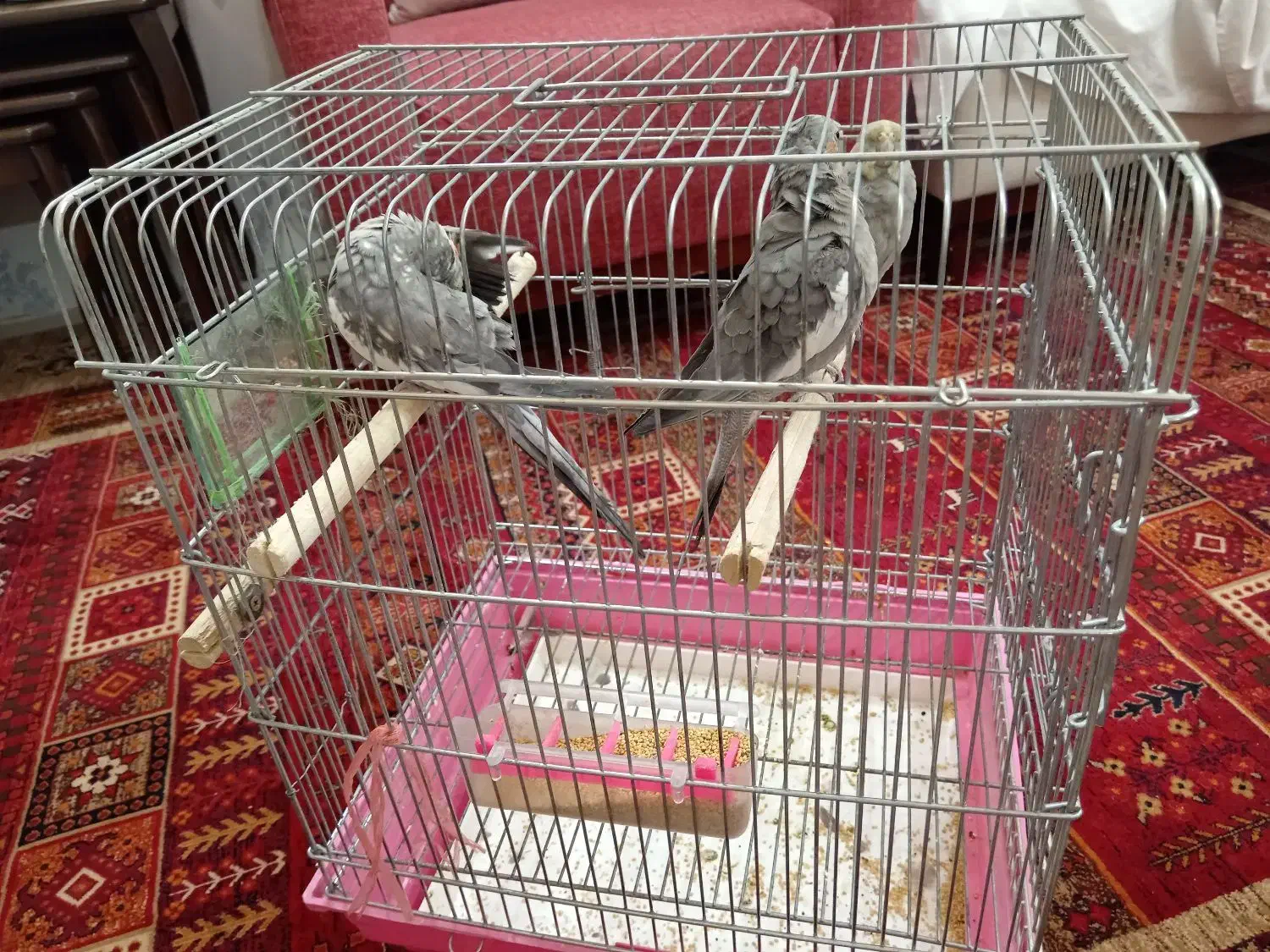 یک جفت عروس هلندی به همراه یک جوجه|پرنده|مشهد, جانباز|دیوار