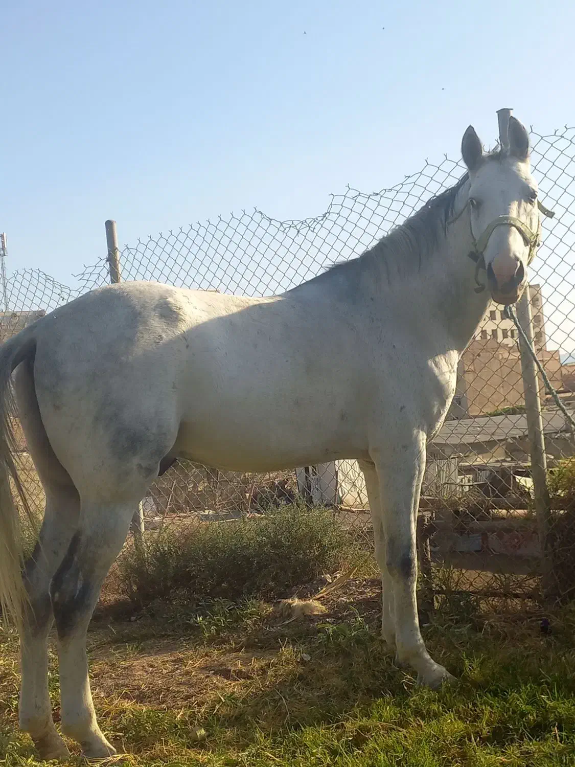 اسب نریان ترکمن|اسب و تجهیزات اسبسواری|کهریزک, |دیوار