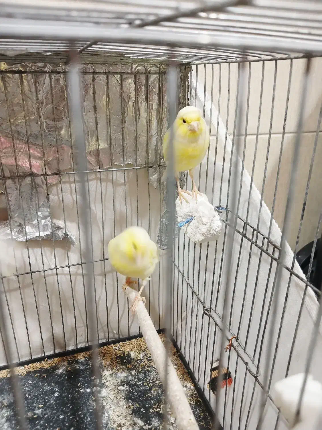 قناری ماده|پرنده|مسجد سلیمان, |دیوار