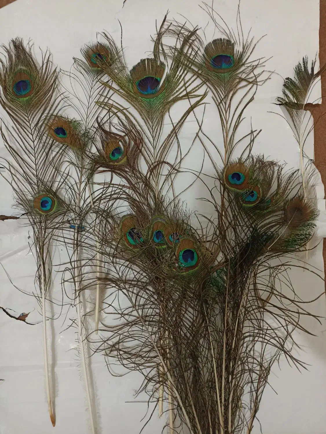 پرنده|تور و چارتر|مشهد, شهرک صنعتی توس|دیوار